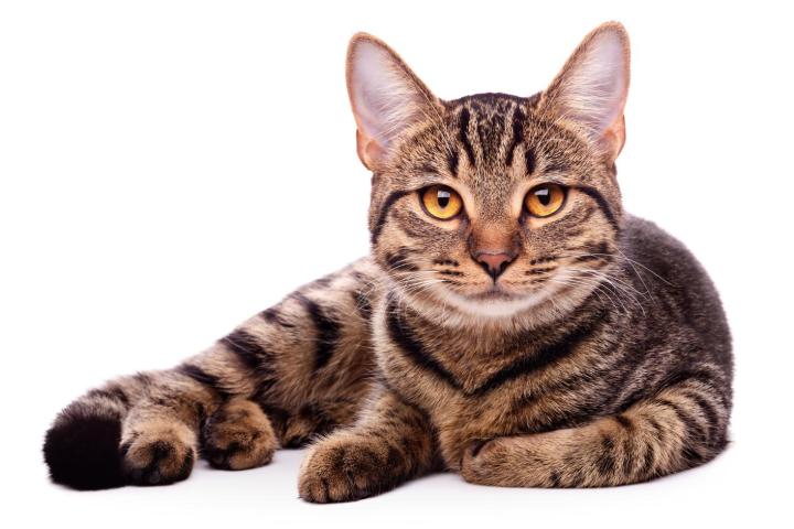 Vaccination pour chat