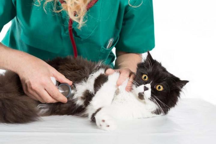 Aseptisation Outremont