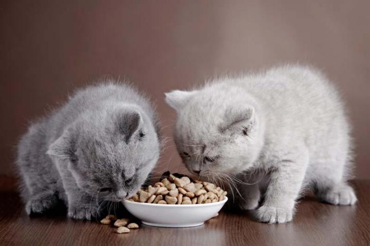 Nourriture pour chat Outremont