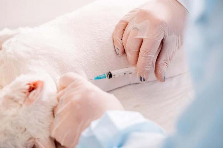 Vaccination pour chats Outremont