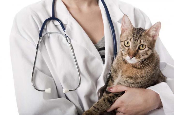 Immunisation pour chat Outremont
