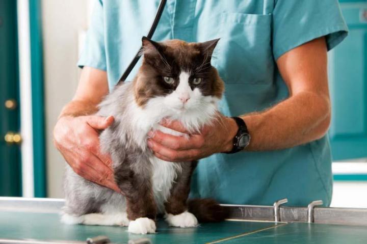 Vétérinaire pour chats Outremont