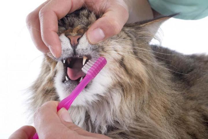 Zoothérapeute pour chats Outremont