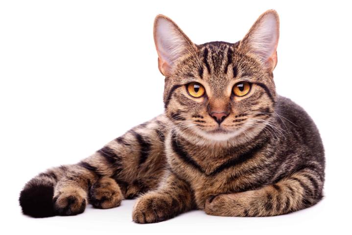 Quels sont les vaccins essentiels pour la santé des chats ?