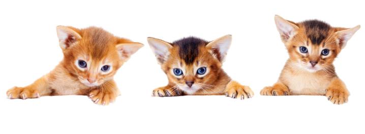 Quels sont les avantages de la stérilisation des animaux de compagnie ? Outremont