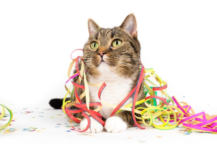 Clinique pour chat