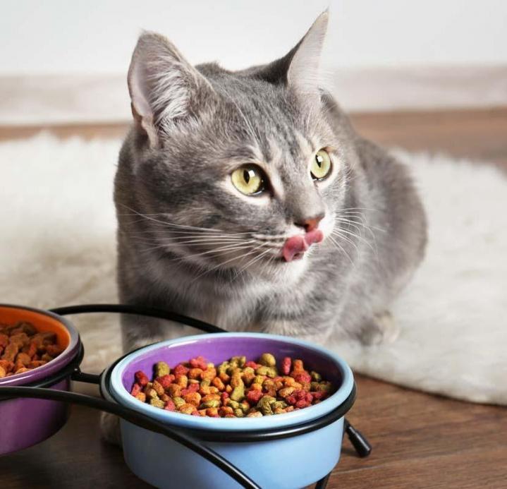 Pension pour chat Outremont